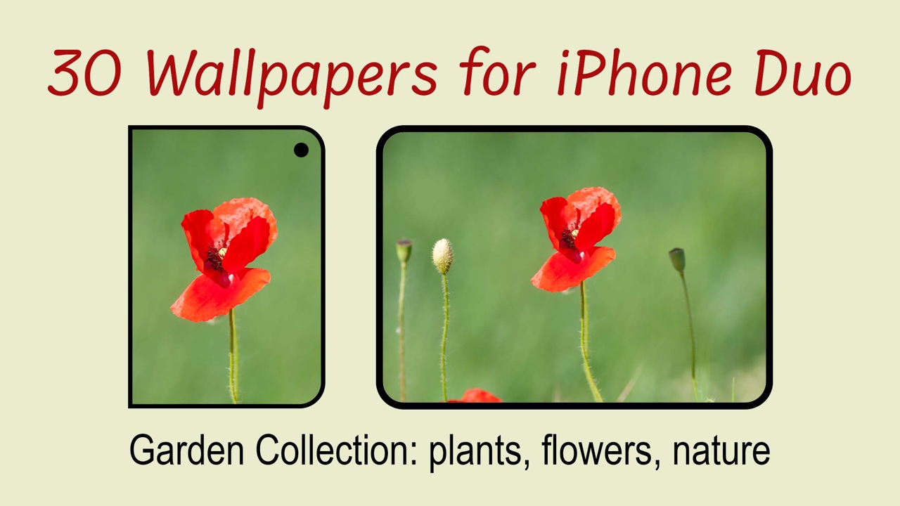 preview of a wallpaper for iPhone Duo with a poppy for outer and inner screen on the foldable device